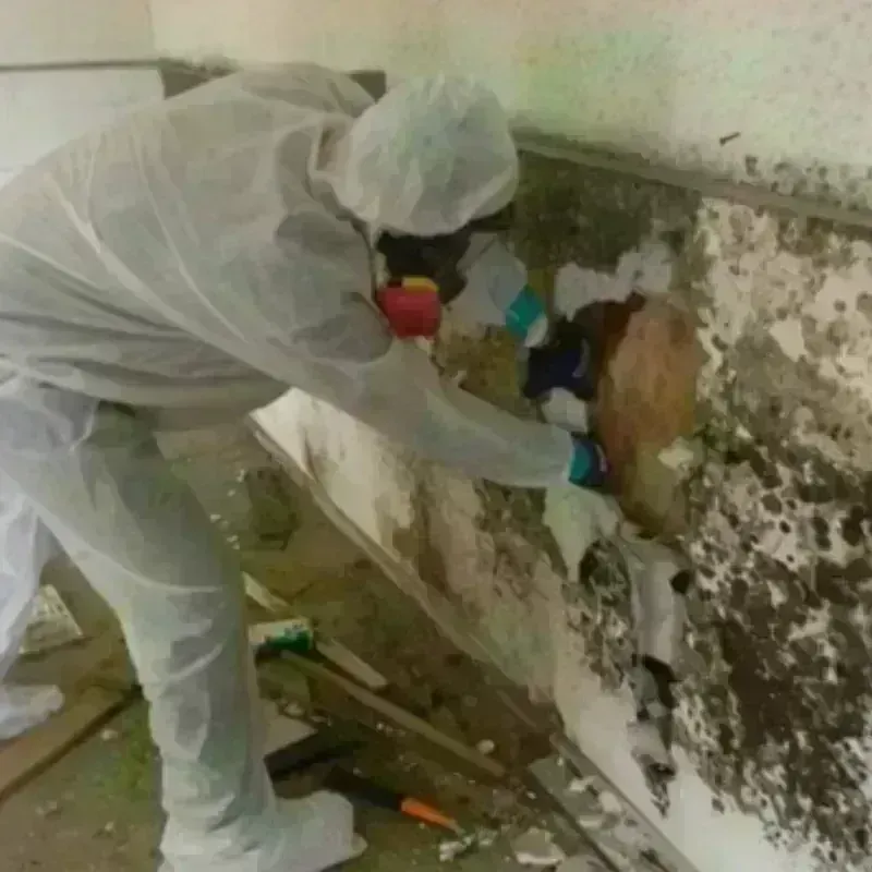 Mold Remediation and Removal in Nahunta, GA